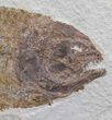 Ferocious Phareodus Fish Fossil - Scarce Species #44537-1